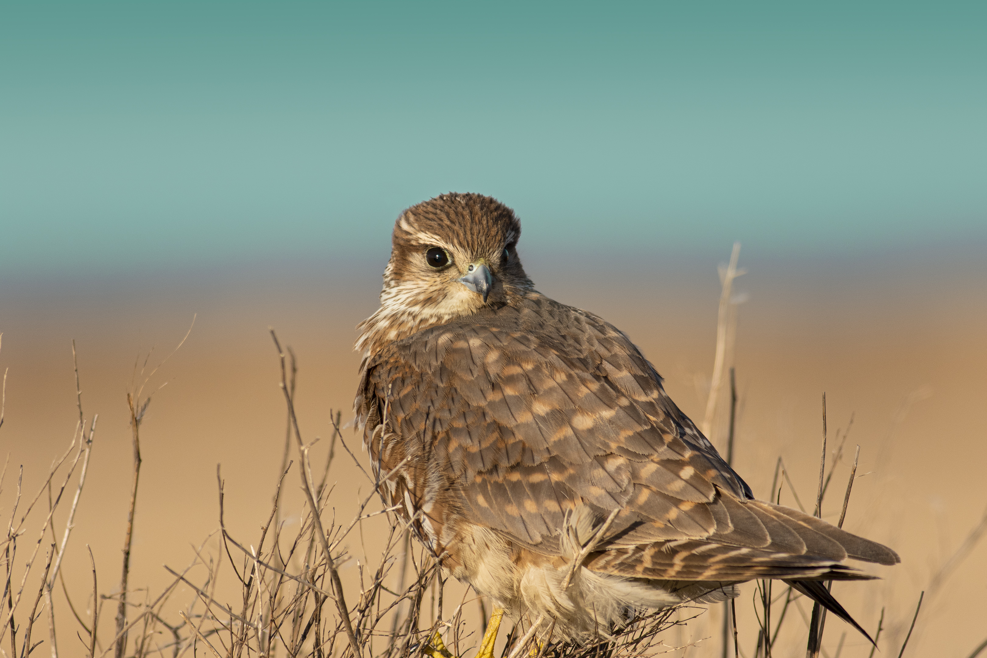 Merlin