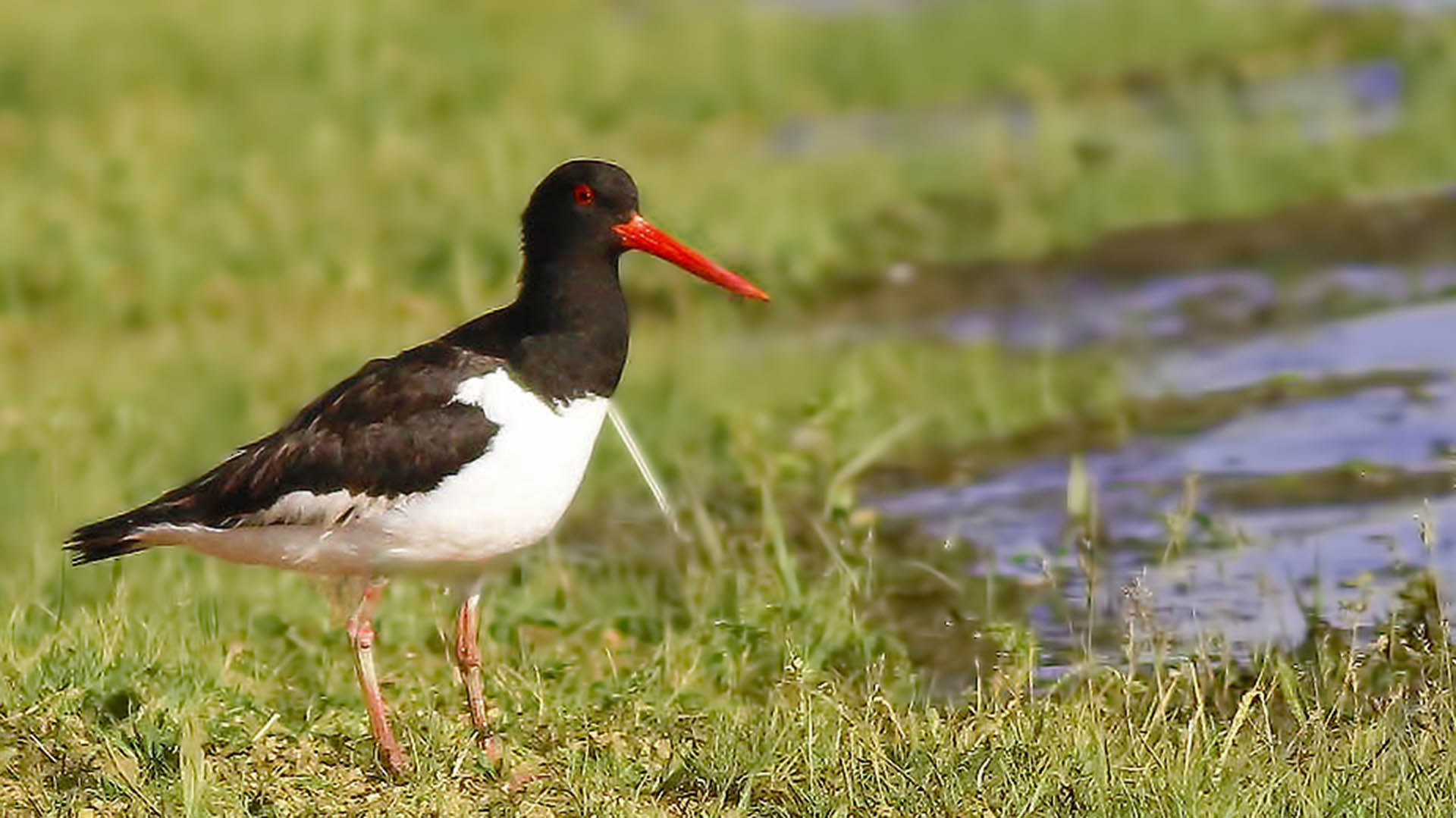Eurasian Oystercatcher