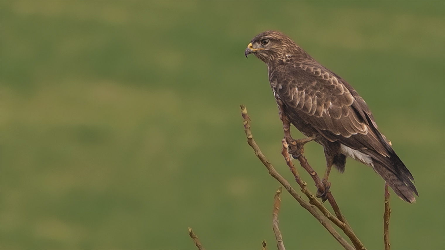 Common Buzzard