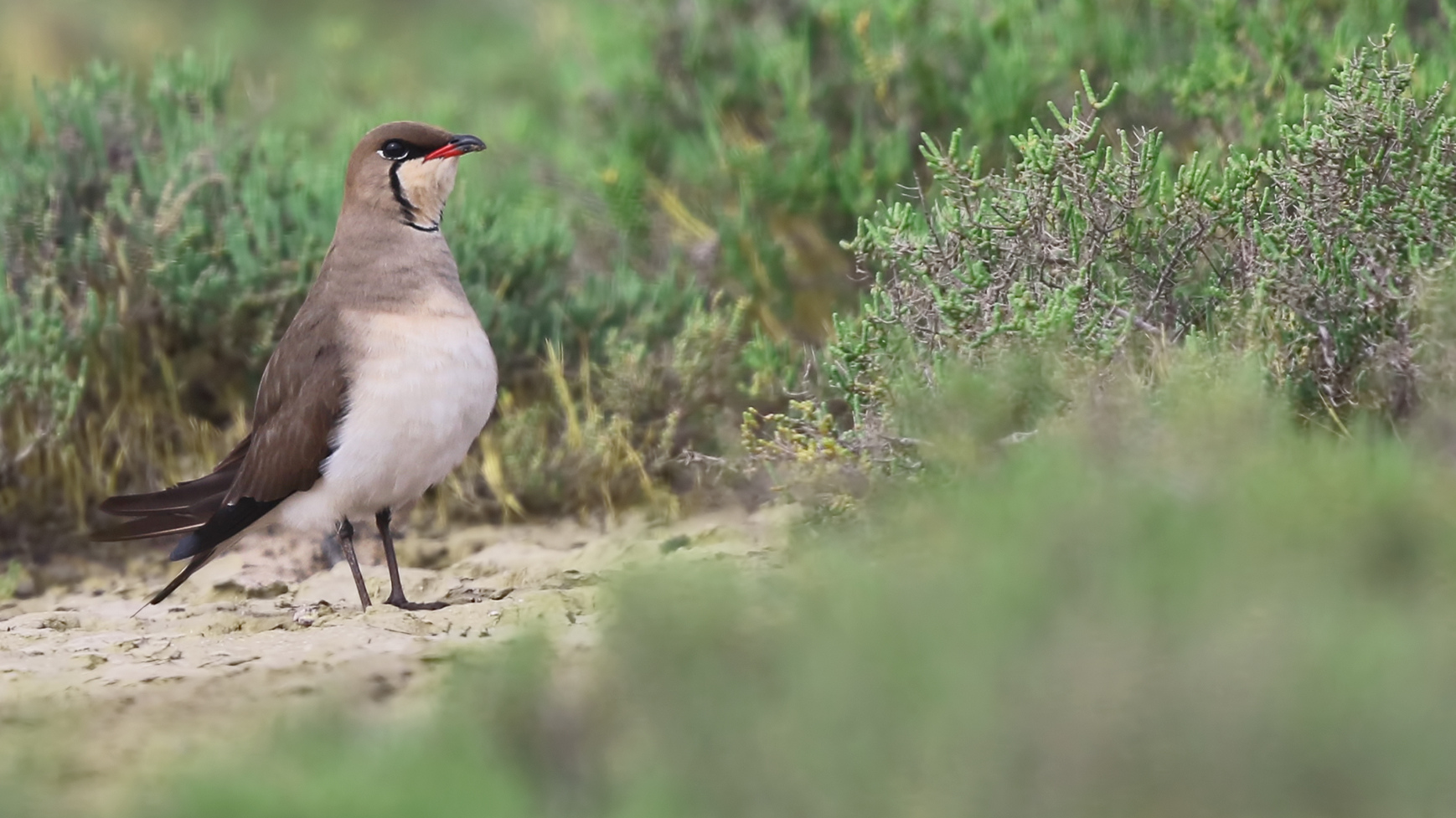 Collared Pratincole