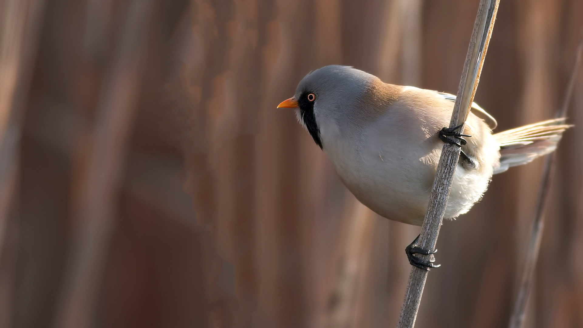Bearded Reedling