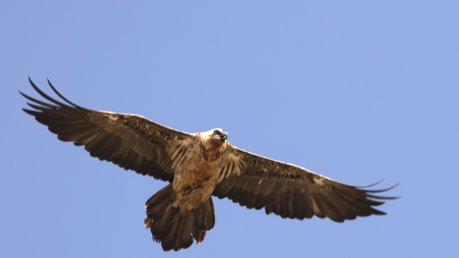 Bearded Vulture