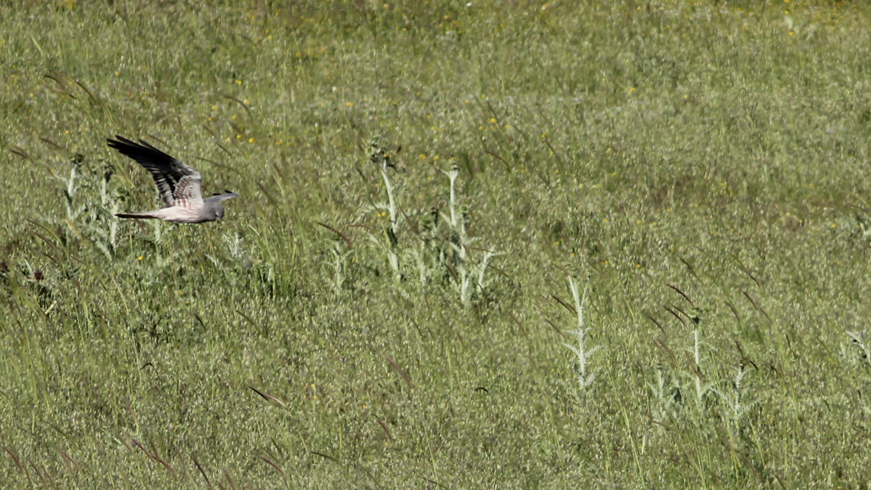 Montagu's Harrier