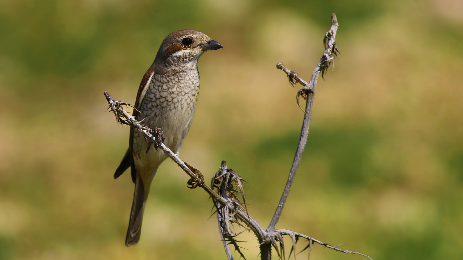 Red-backed Shrike