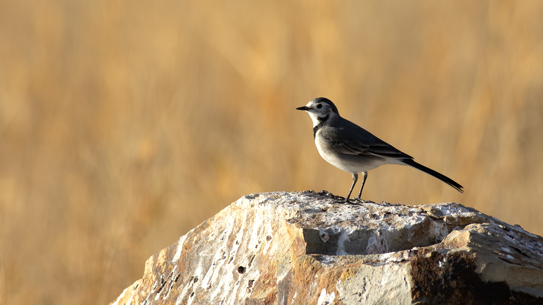White Wagtail