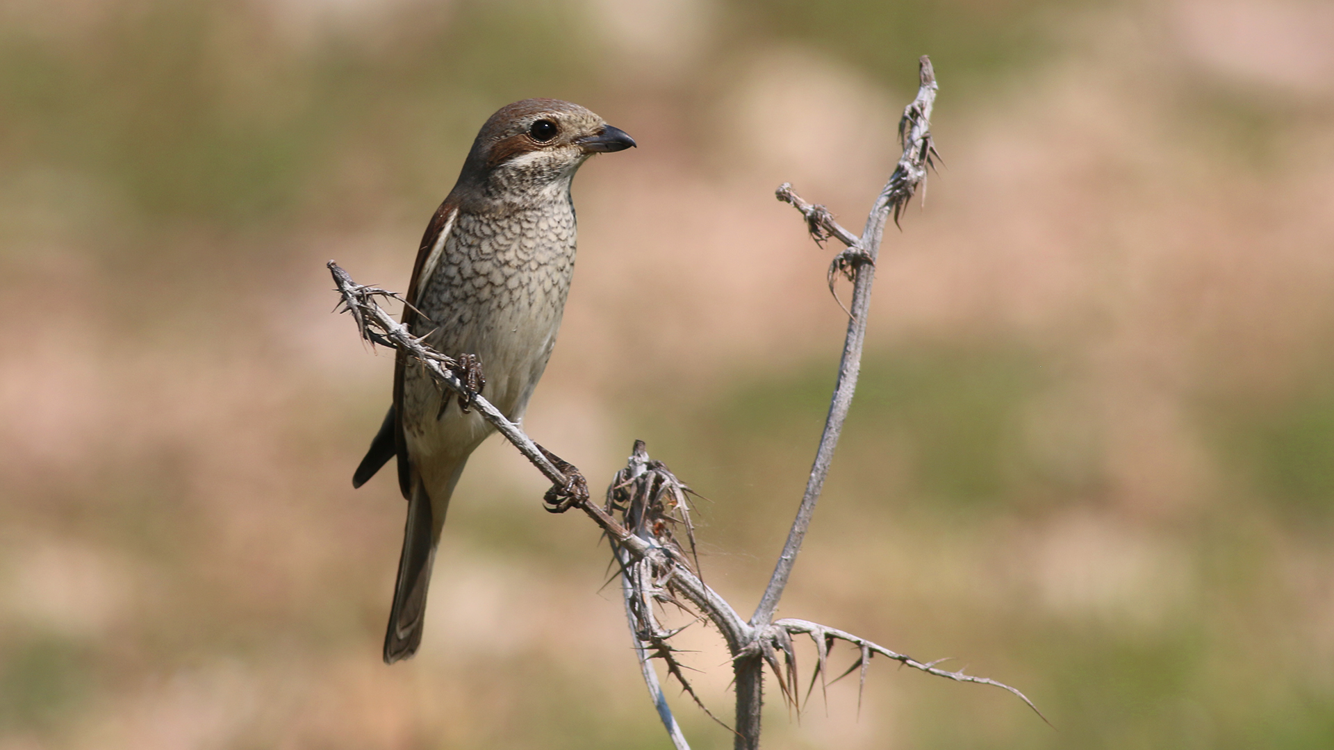 Red-backed Shrike