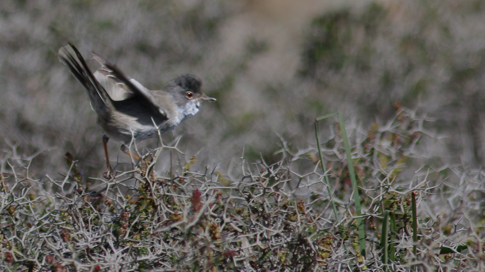Cyprus Warbler