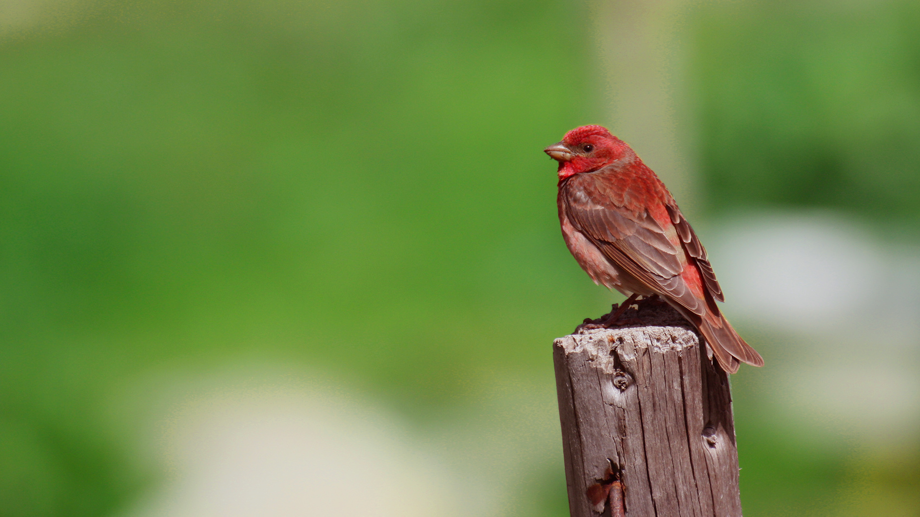 Common Rosefinch