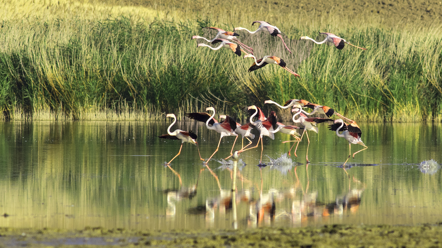 Greater Flamingo