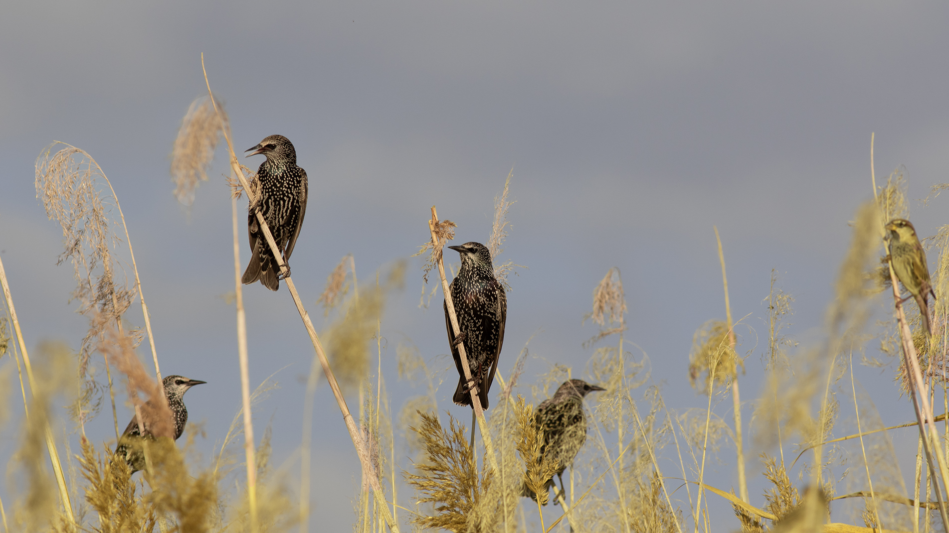European Starling