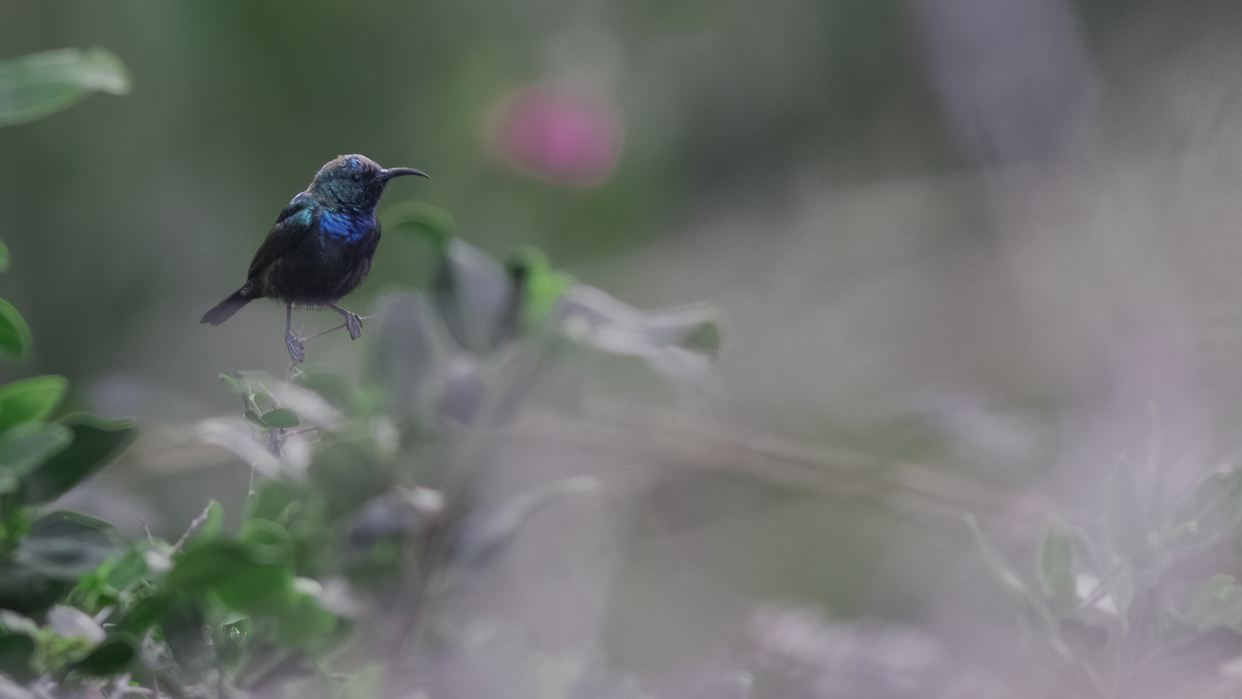 Palestine Sunbird