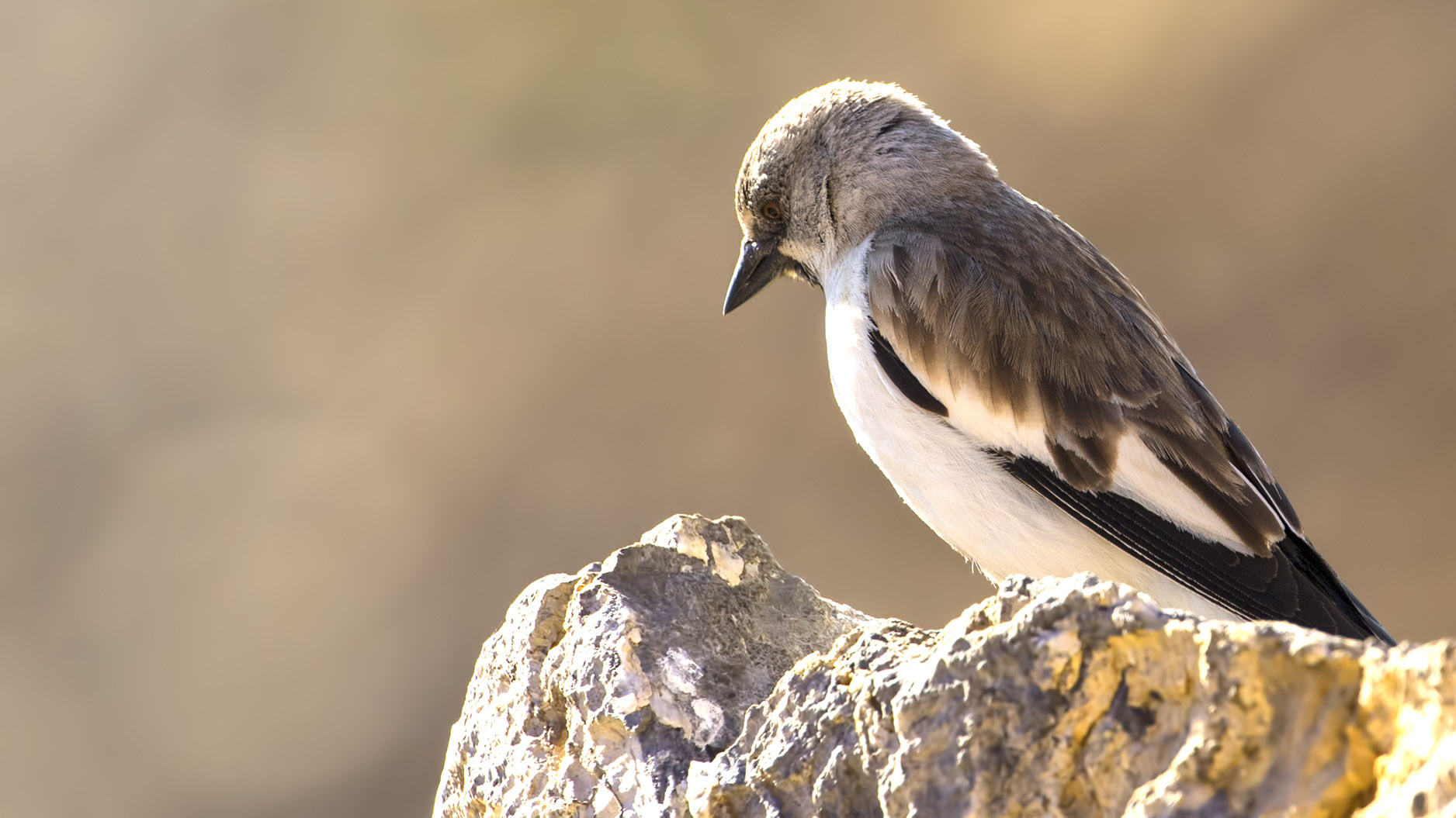 White-winged Snowfinch