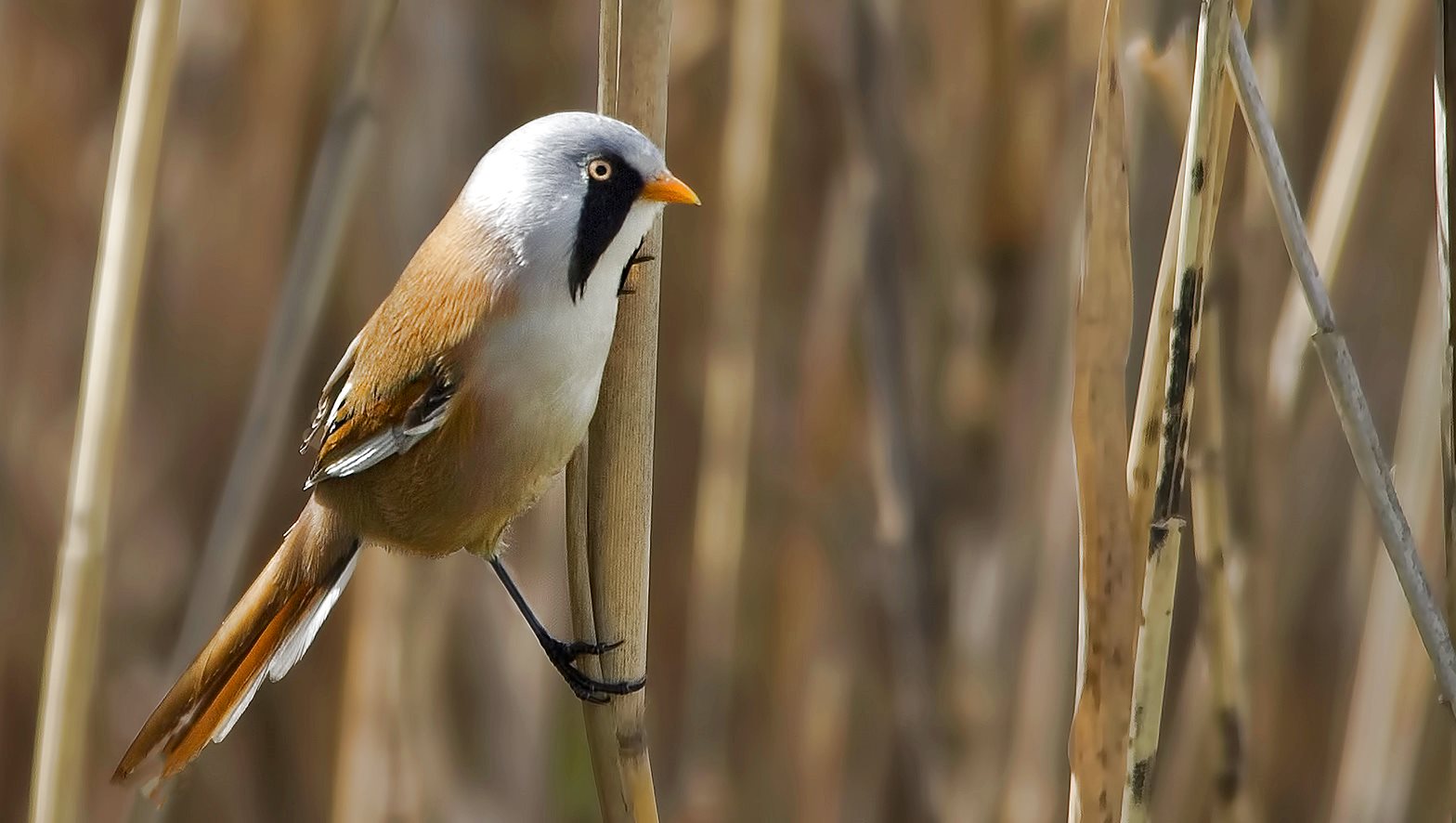 Bearded Reedling