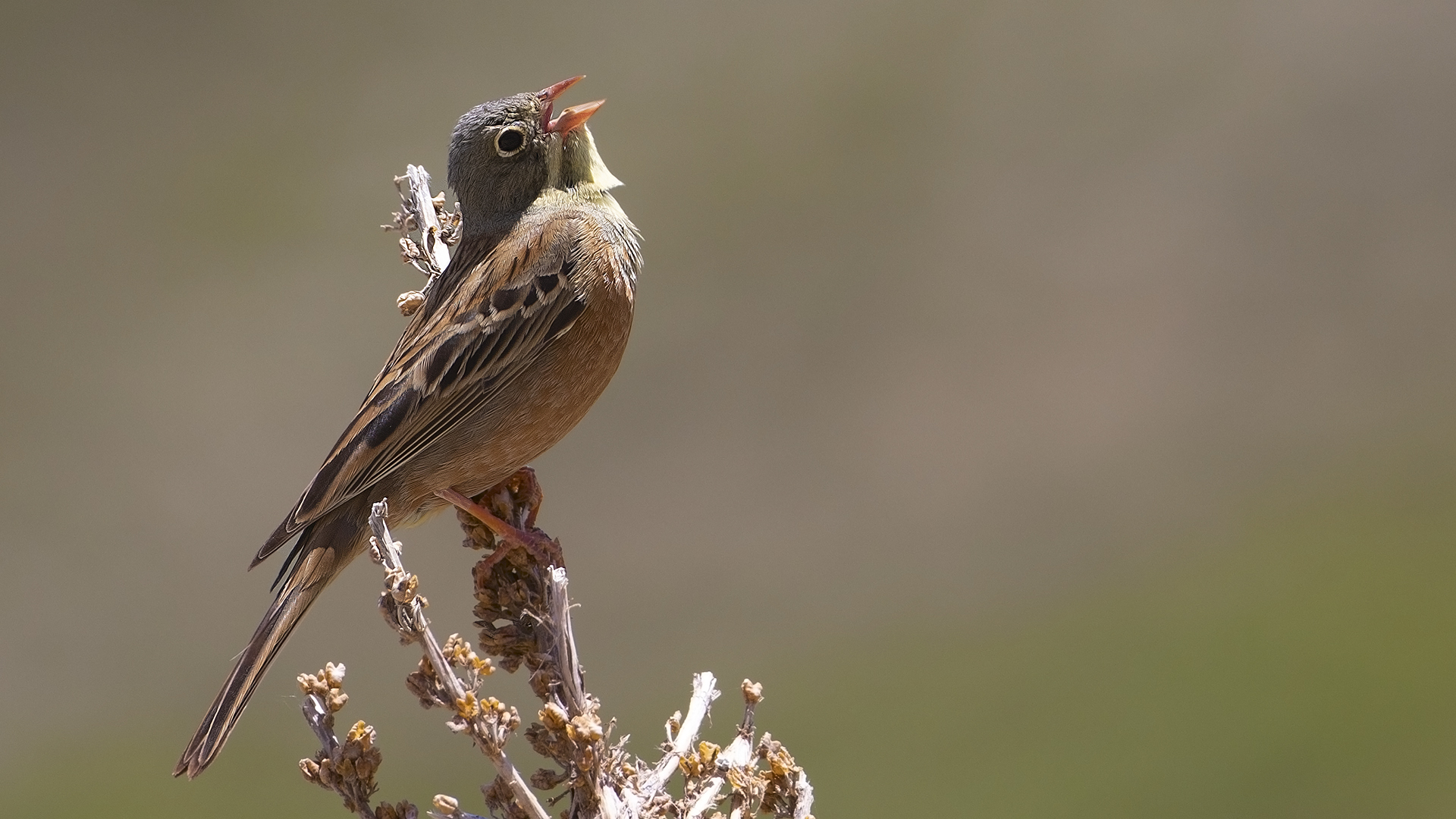 Ortolan Bunting