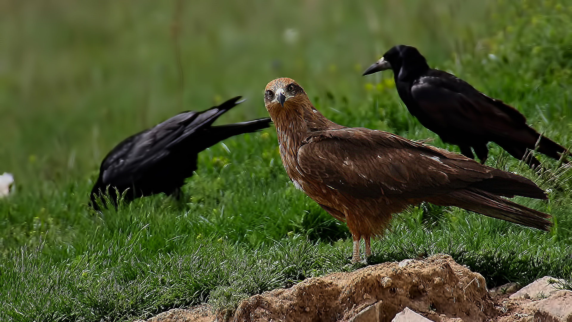 Black Kite