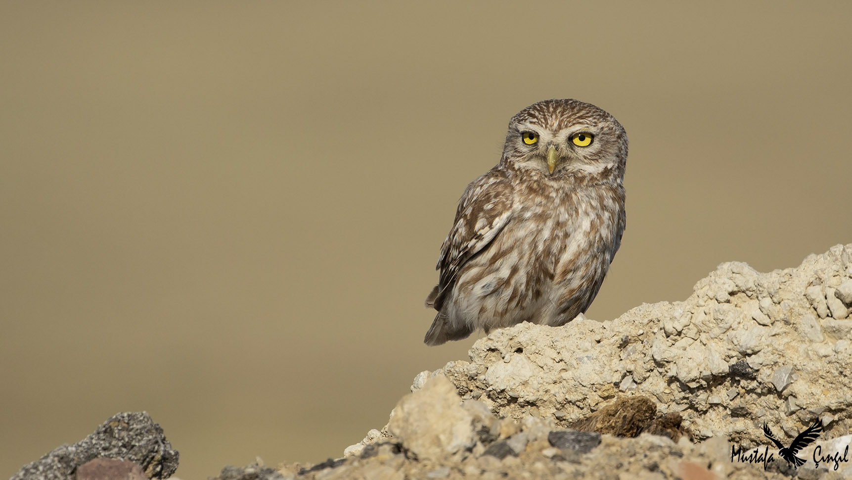 Little Owl