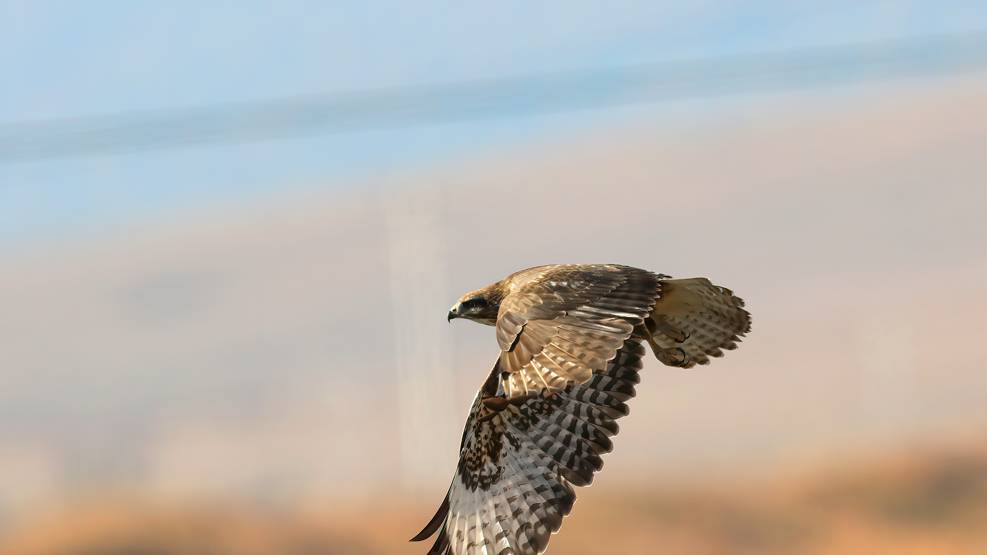 Common Buzzard