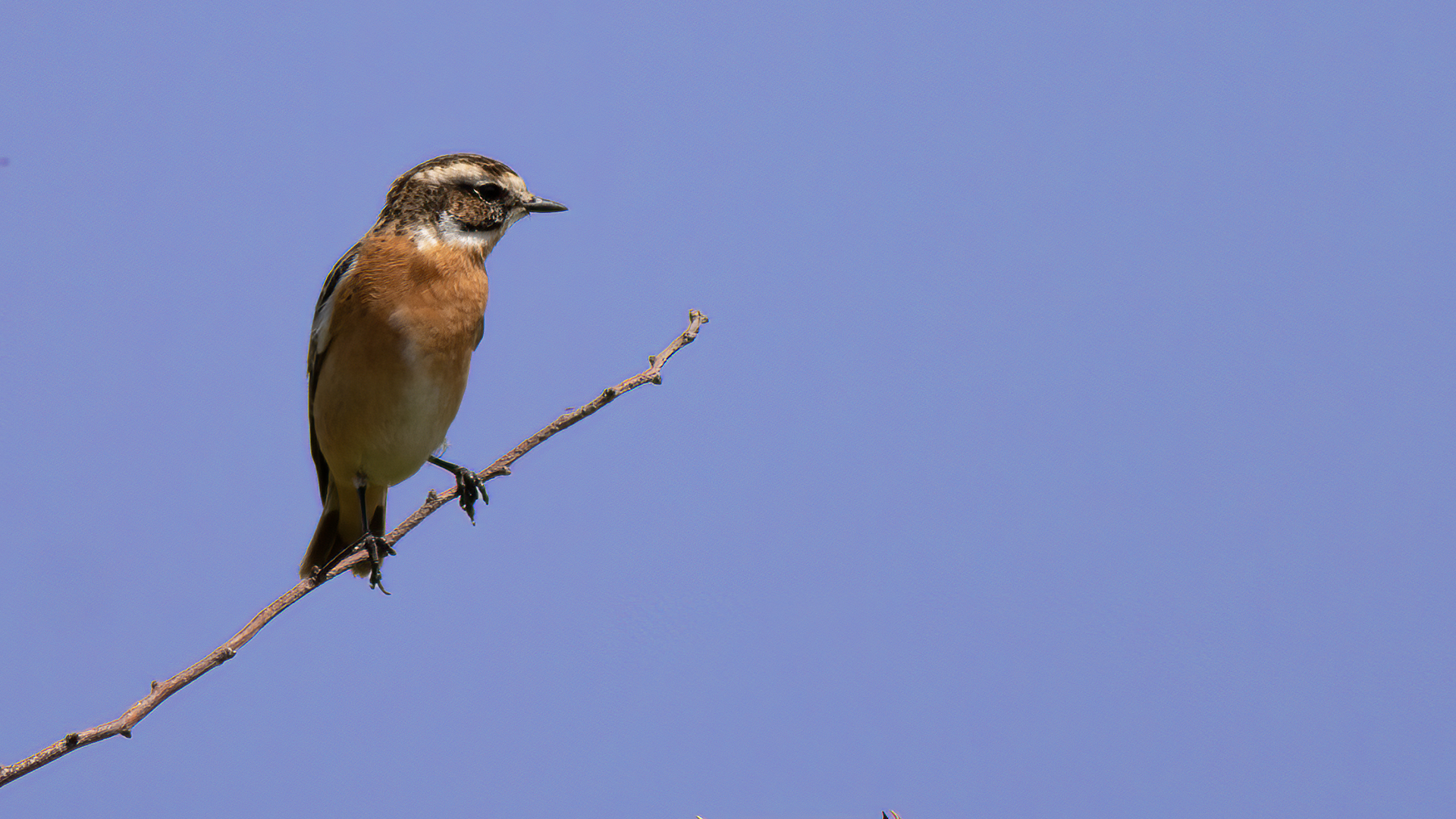 European Stonechat