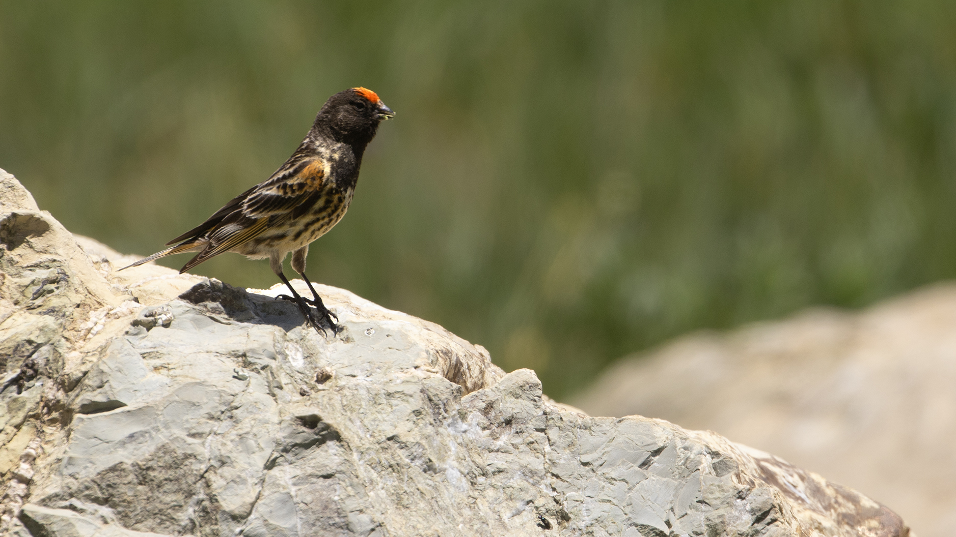 Fire-fronted Serin