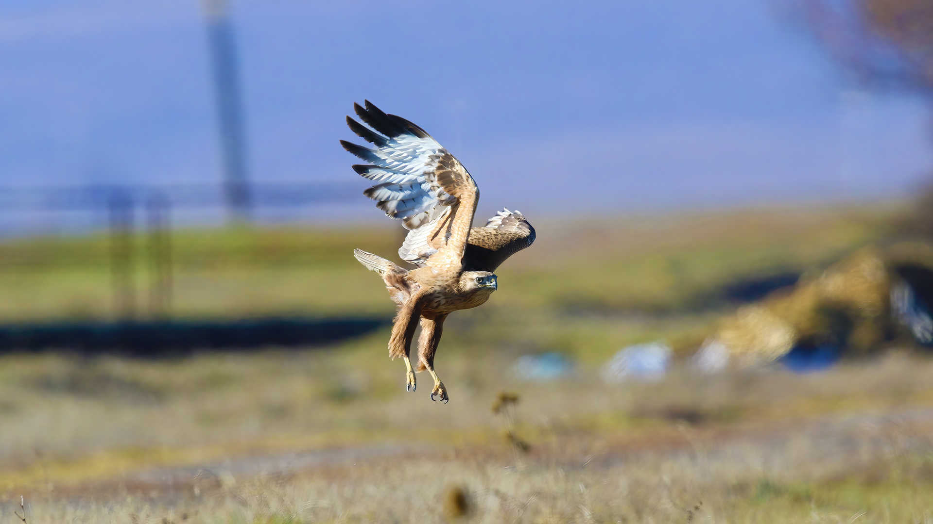 Long-legged Buzzard