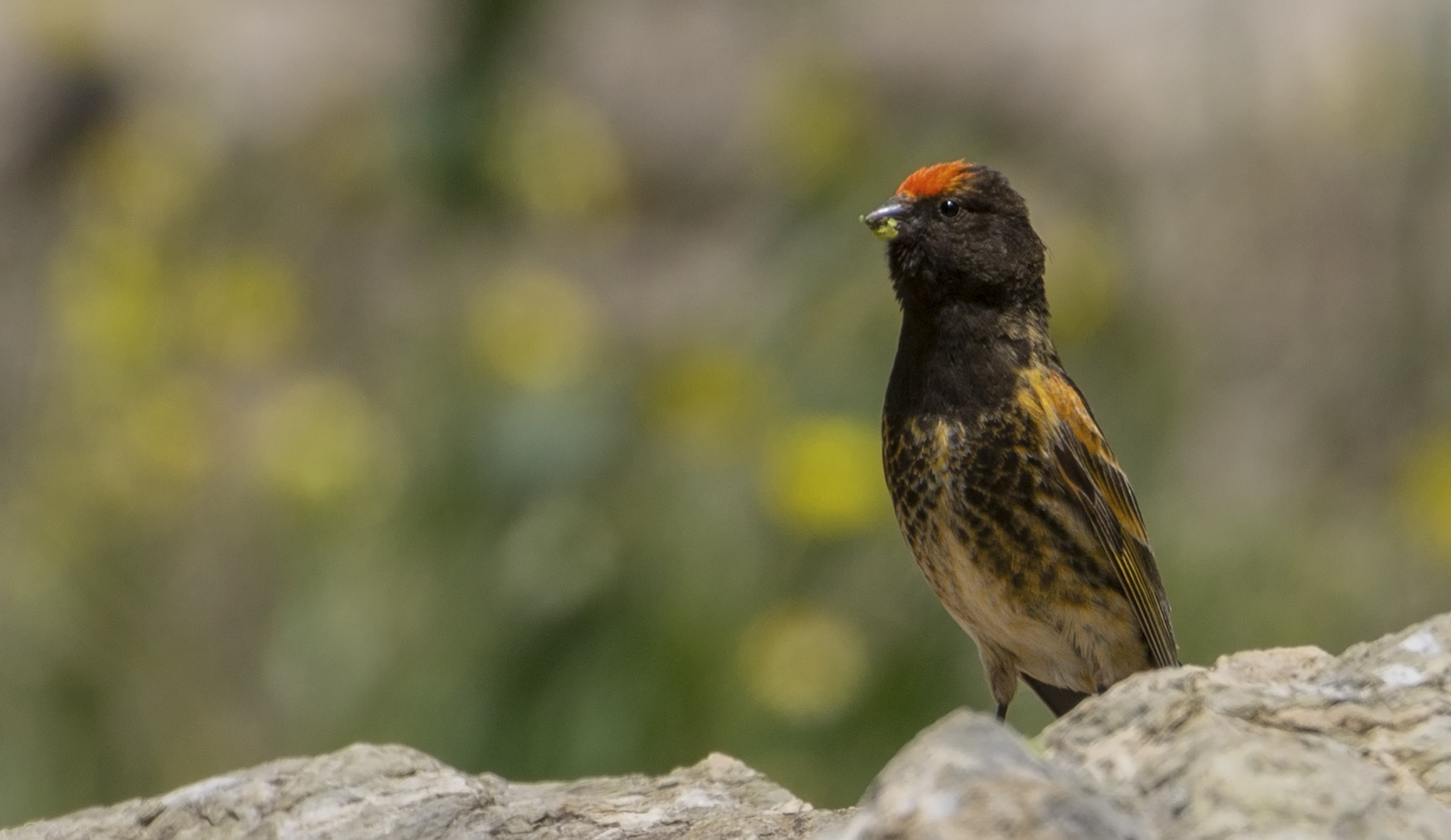 Fire-fronted Serin