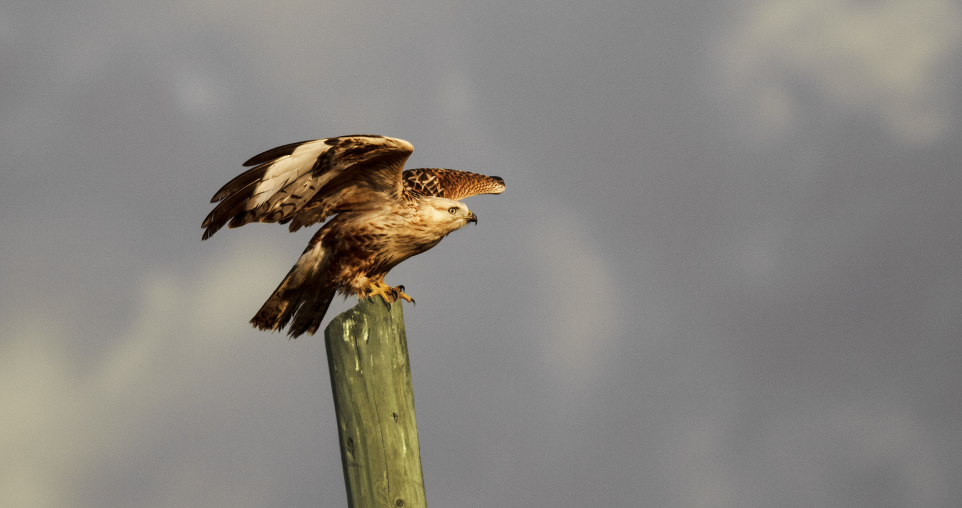 Long-legged Buzzard