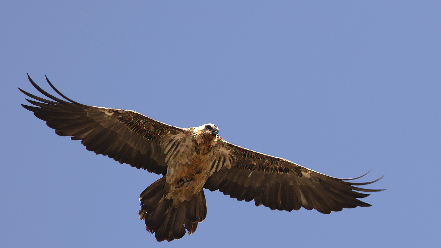 Bearded Vulture