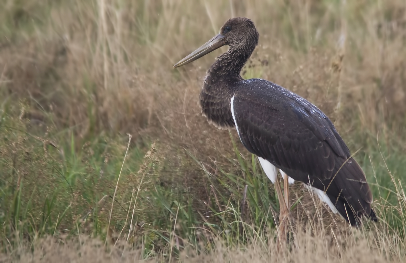 Black Stork