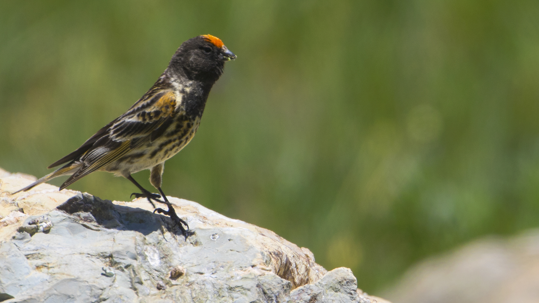 Fire-fronted Serin
