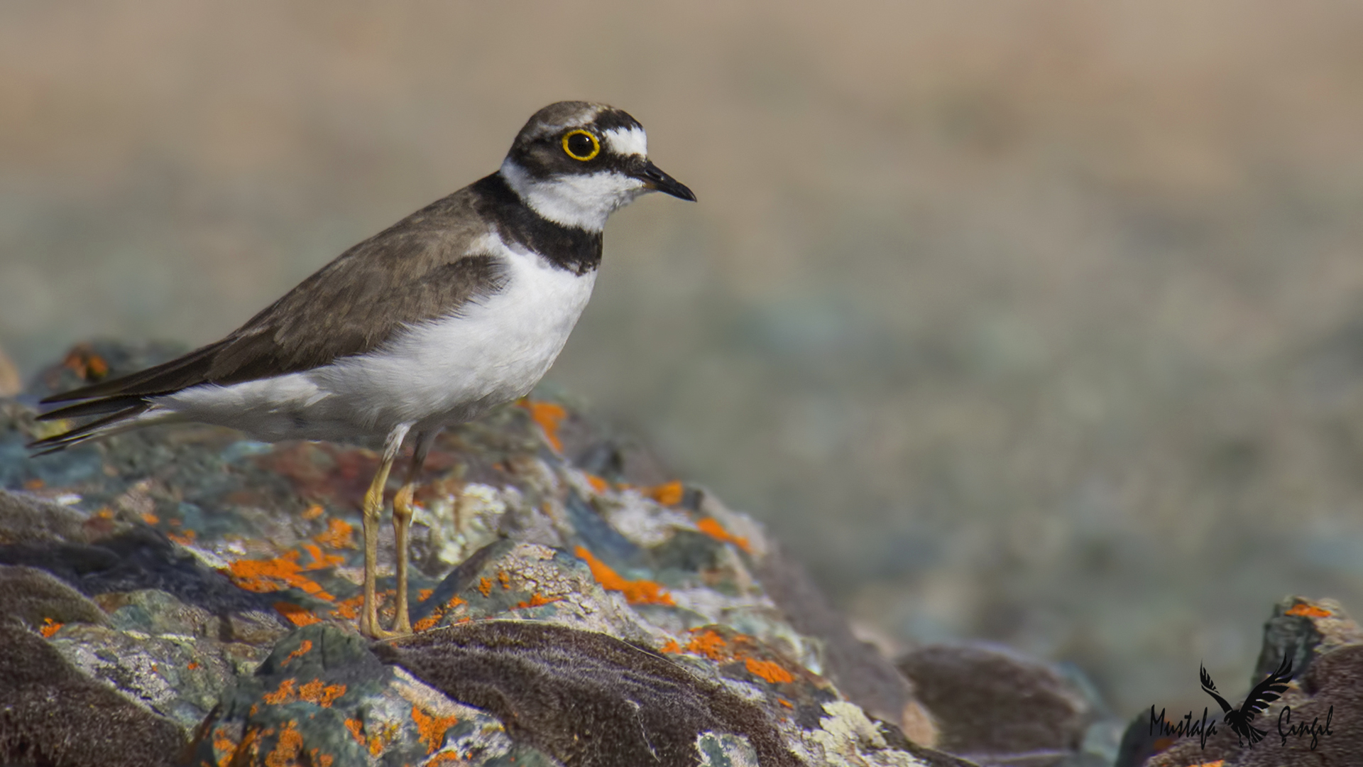Little Ringed Plover