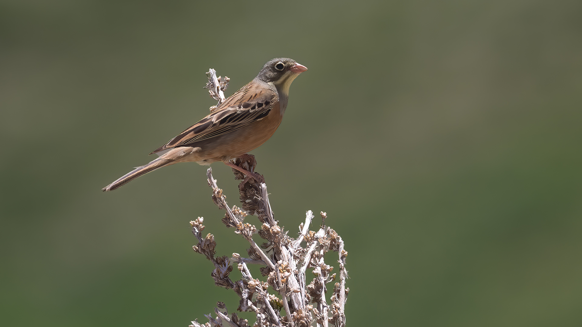 Ortolan Bunting