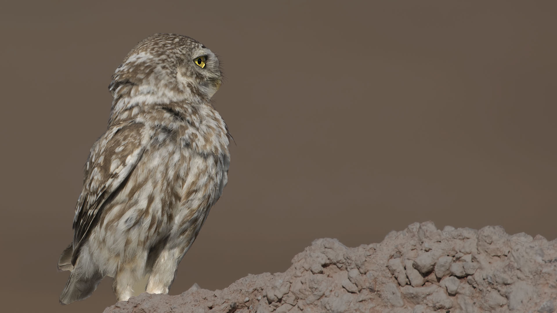 Little Owl — Ana fotoğraf