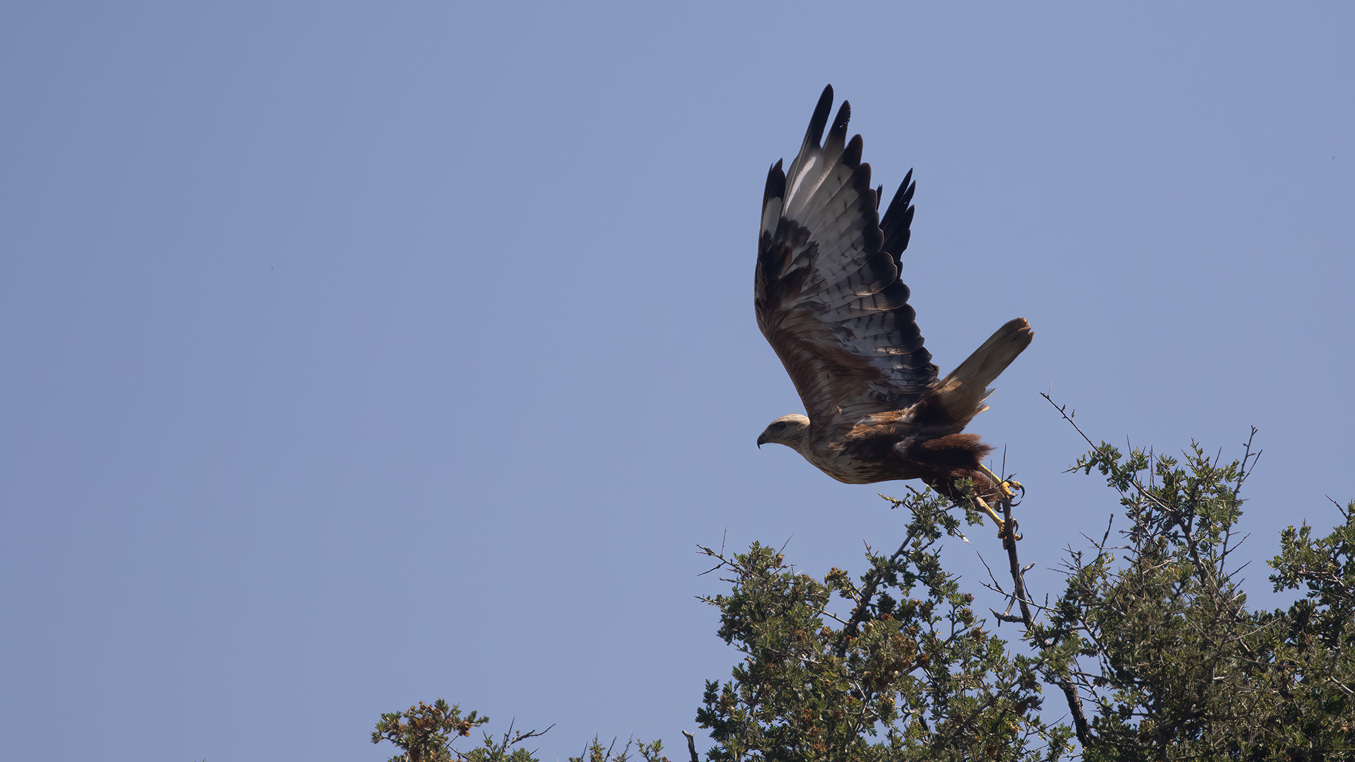 Long-legged Buzzard