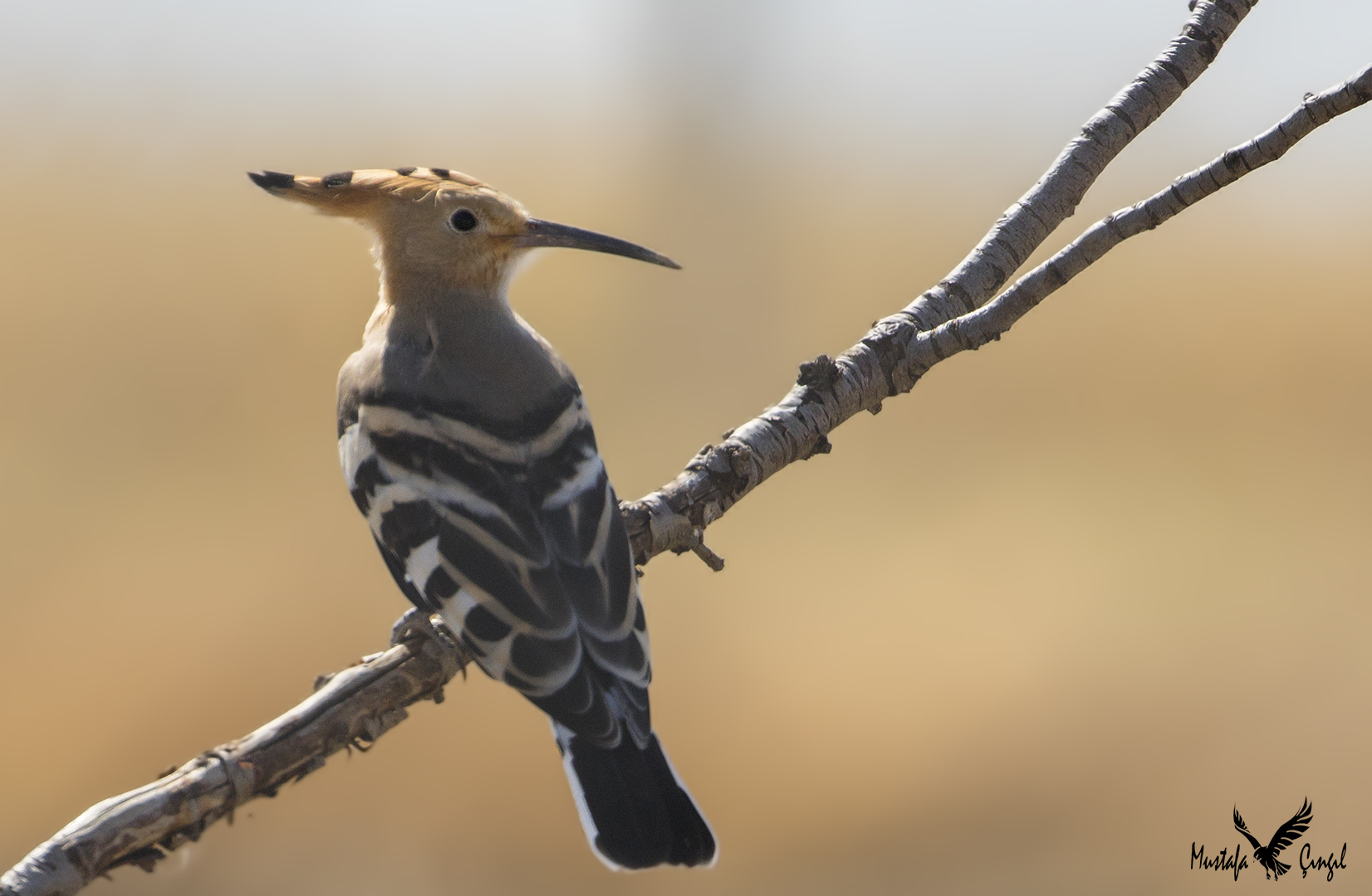 Eurasian Hoopoe