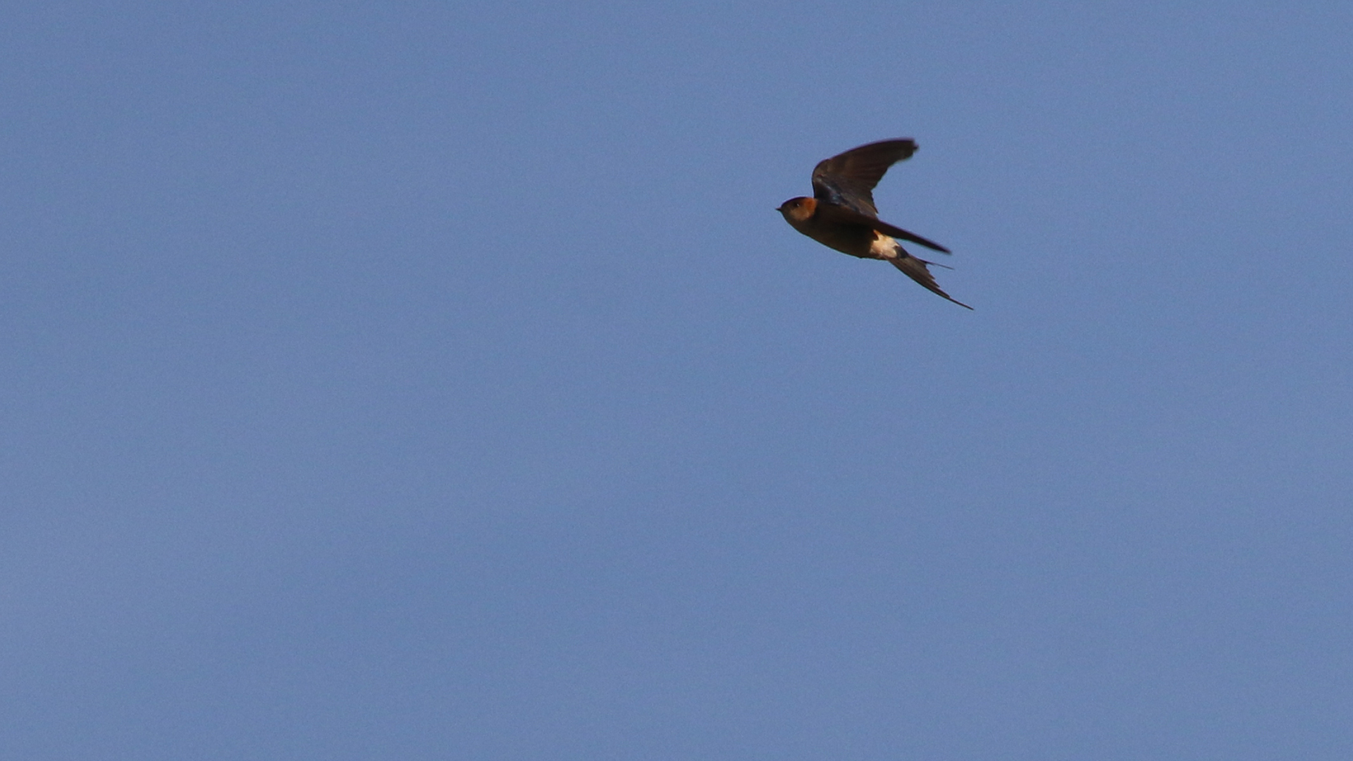 Red-rumped Swallow