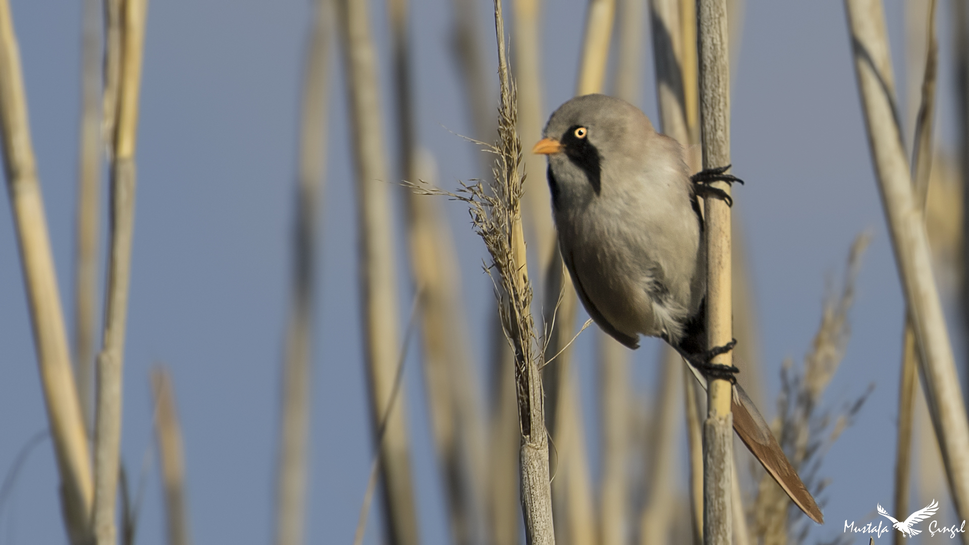 Bearded Reedling