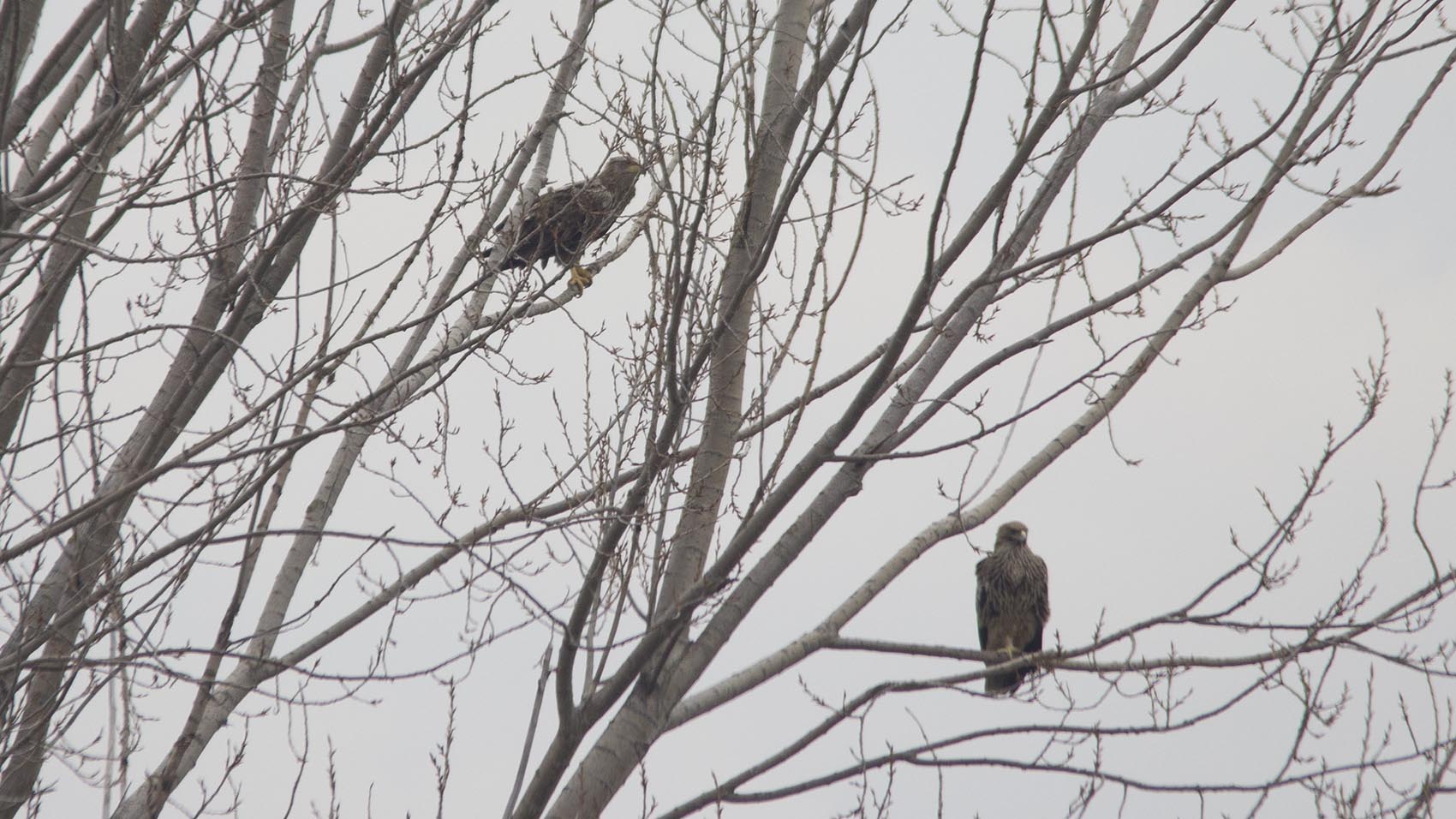 White-tailed Eagle