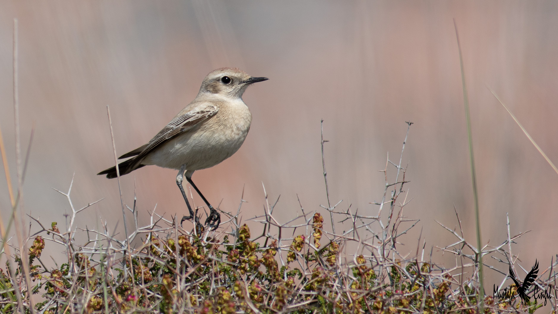 Desert Wheatear