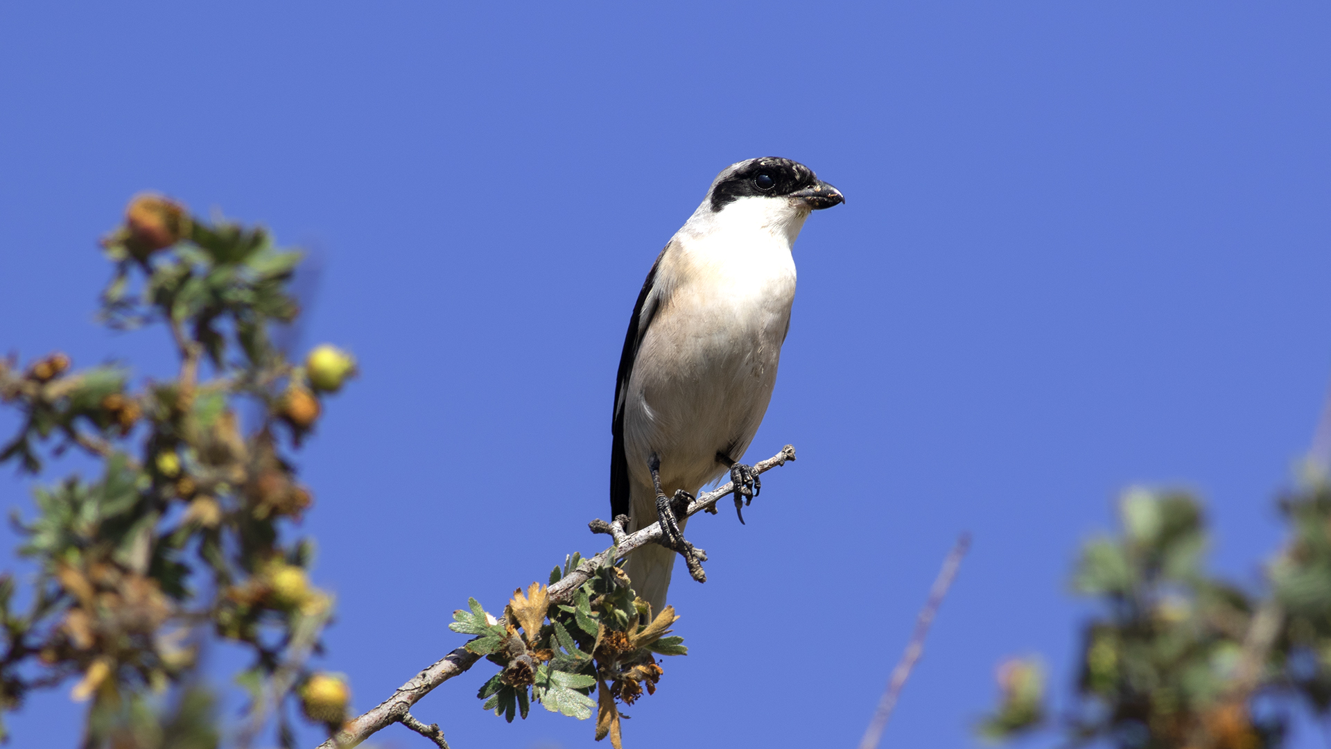 Lesser Gray Shrike