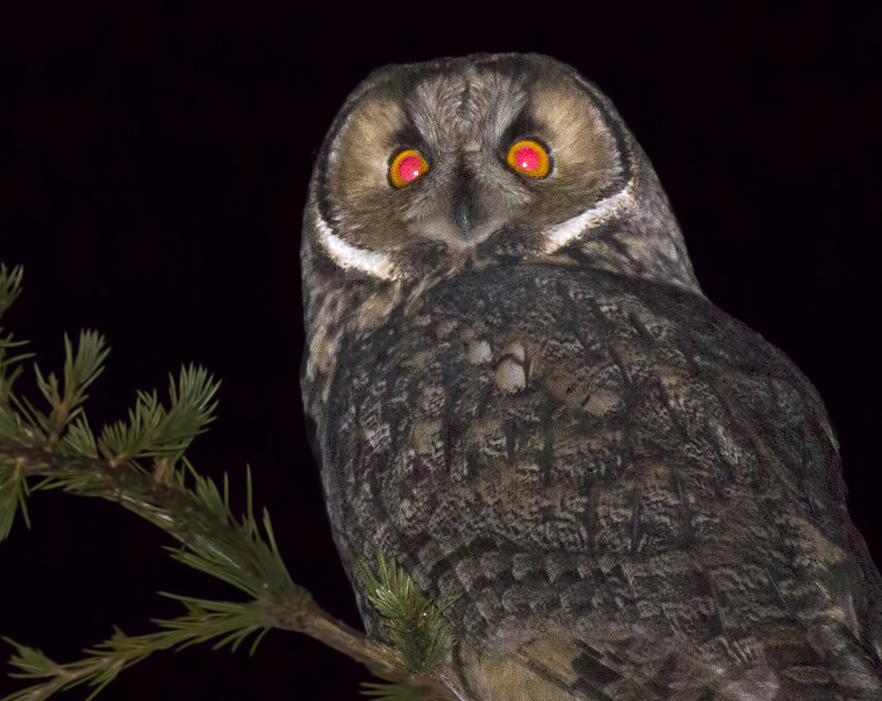 Long-eared Owl