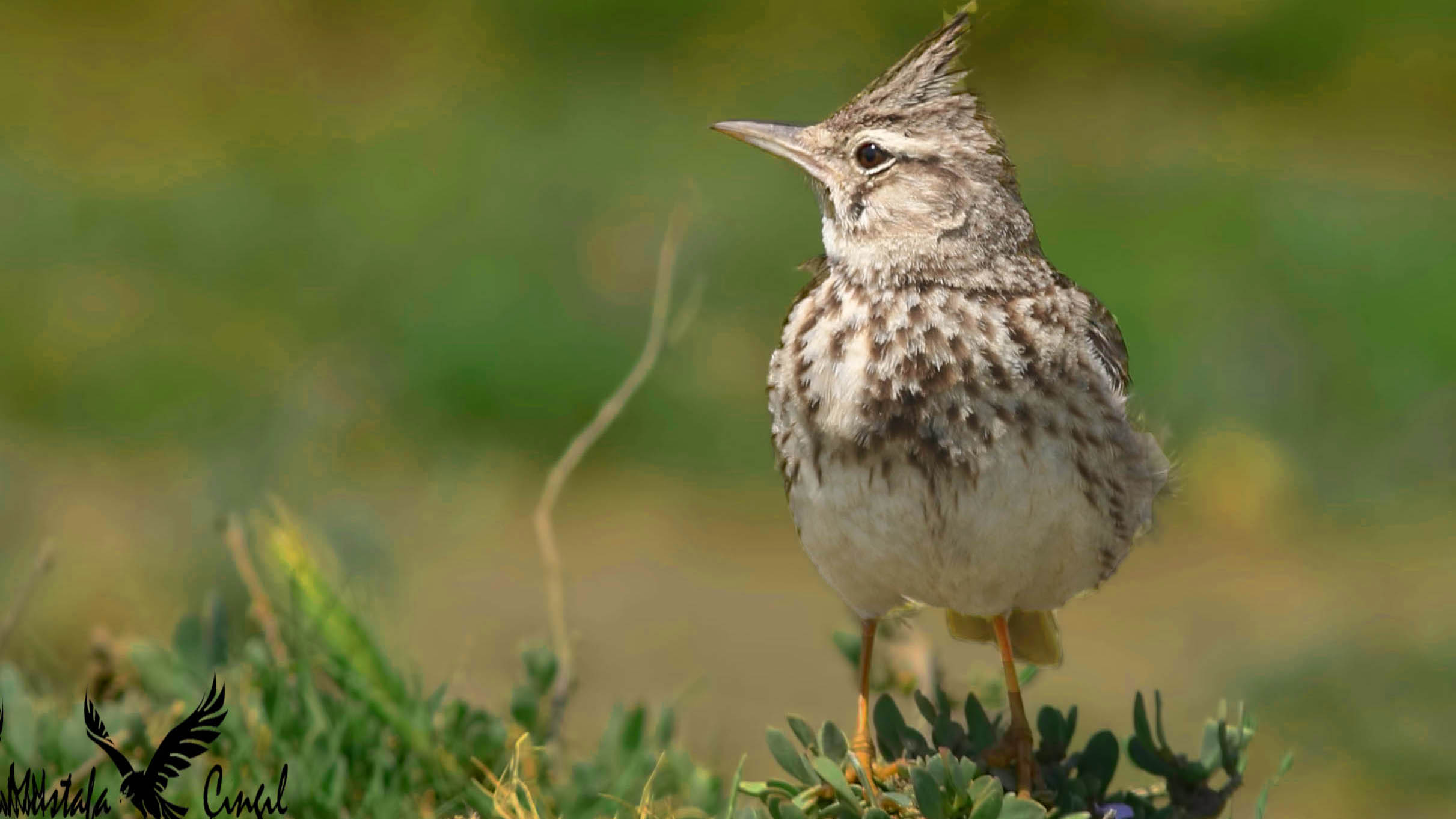 Crested Lark