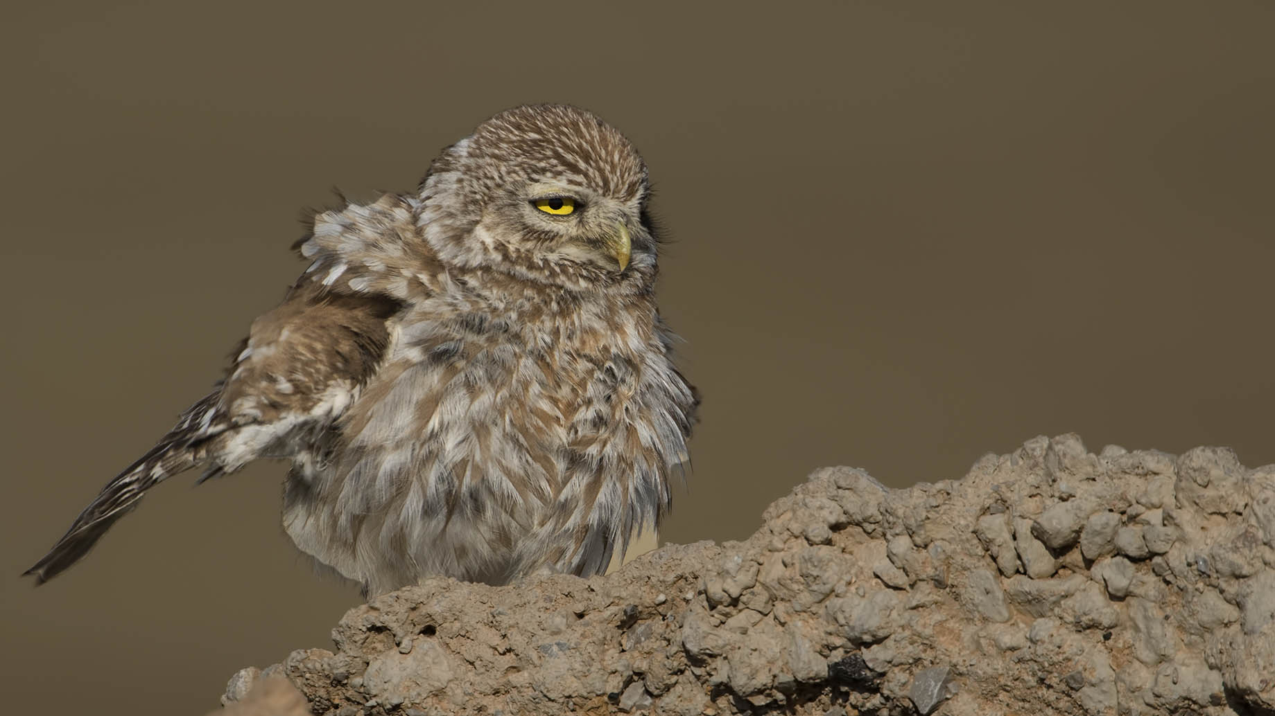 Little Owl