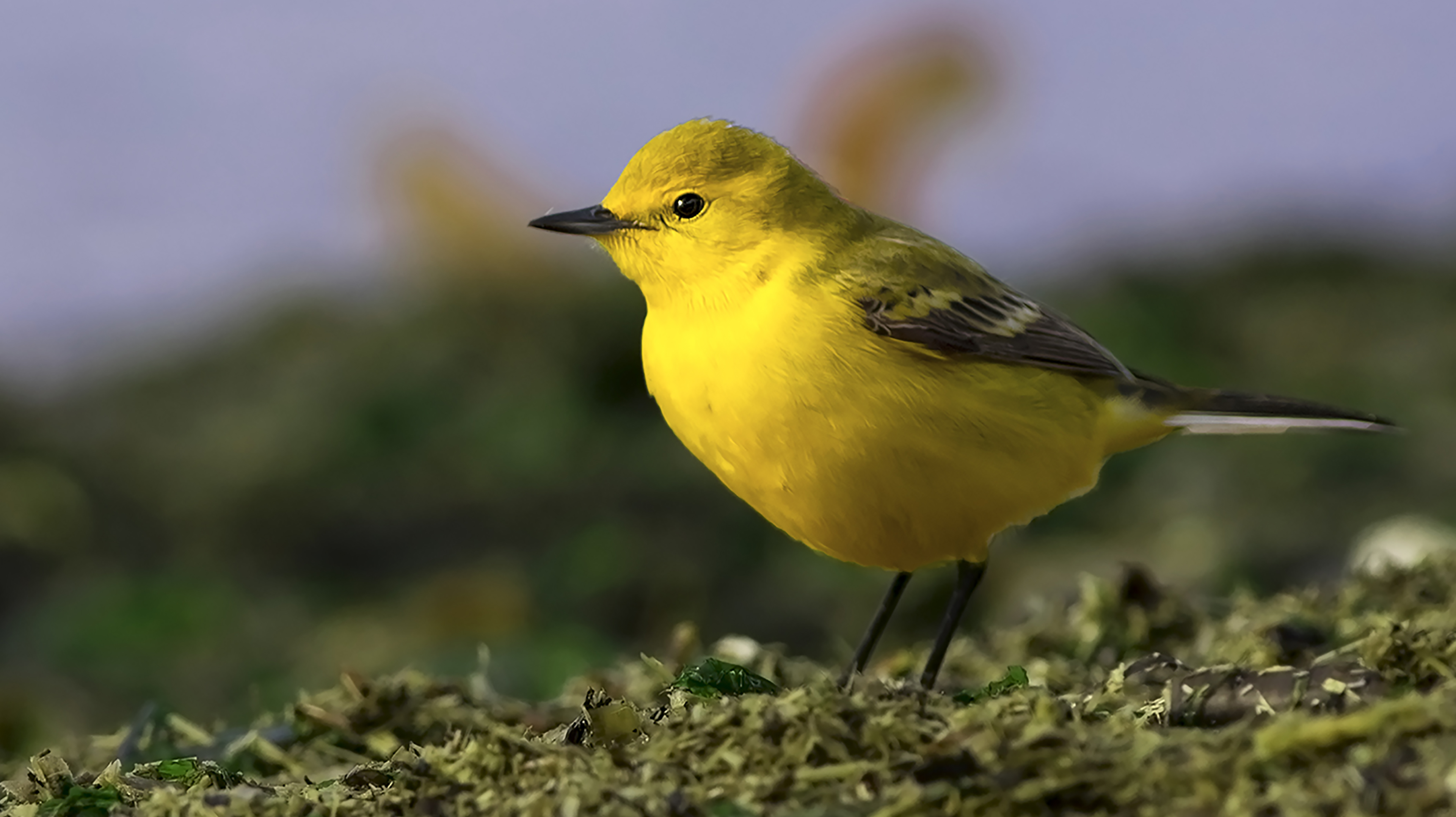 Western Yellow Wagtail