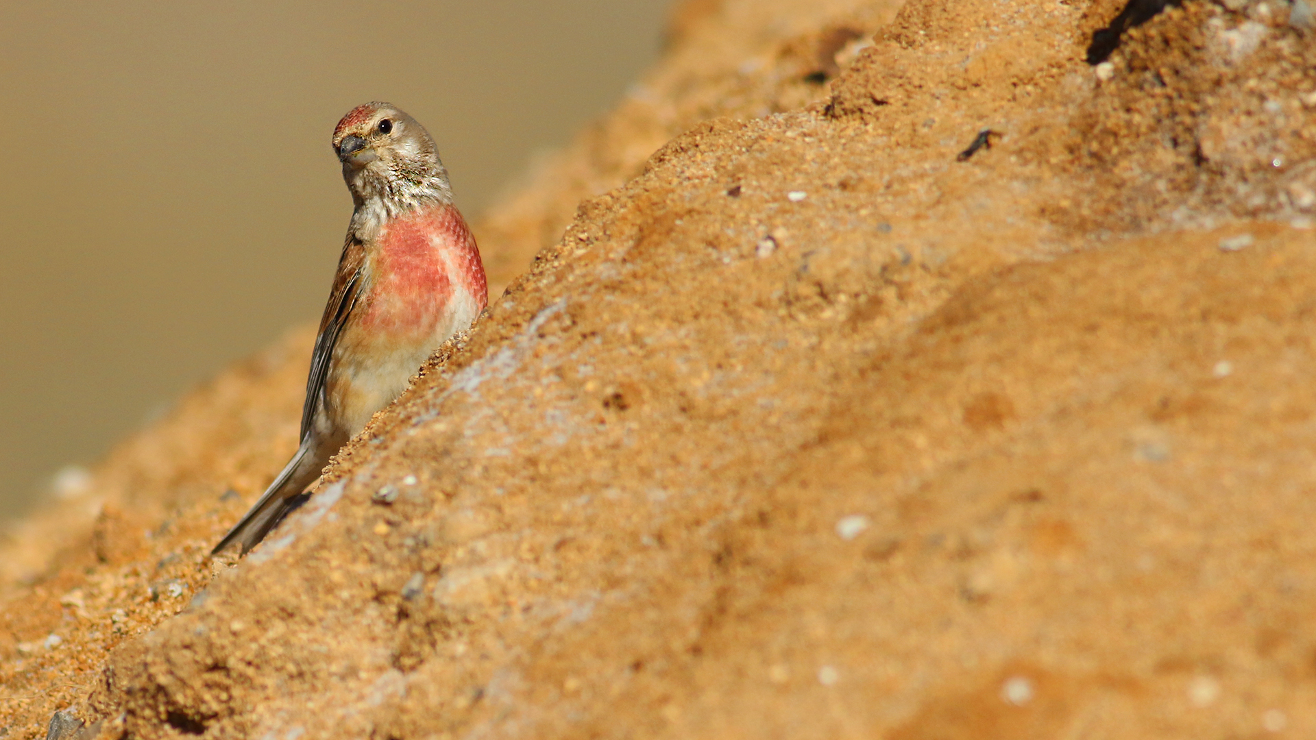 Eurasian Linnet