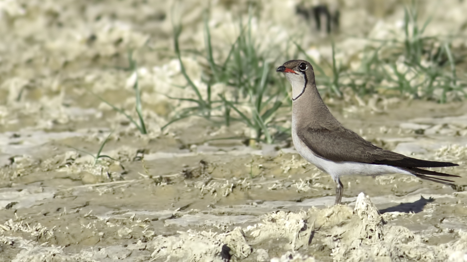 Collared Pratincole