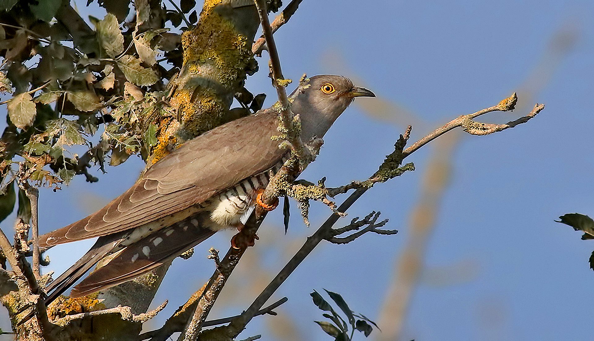 Common Cuckoo