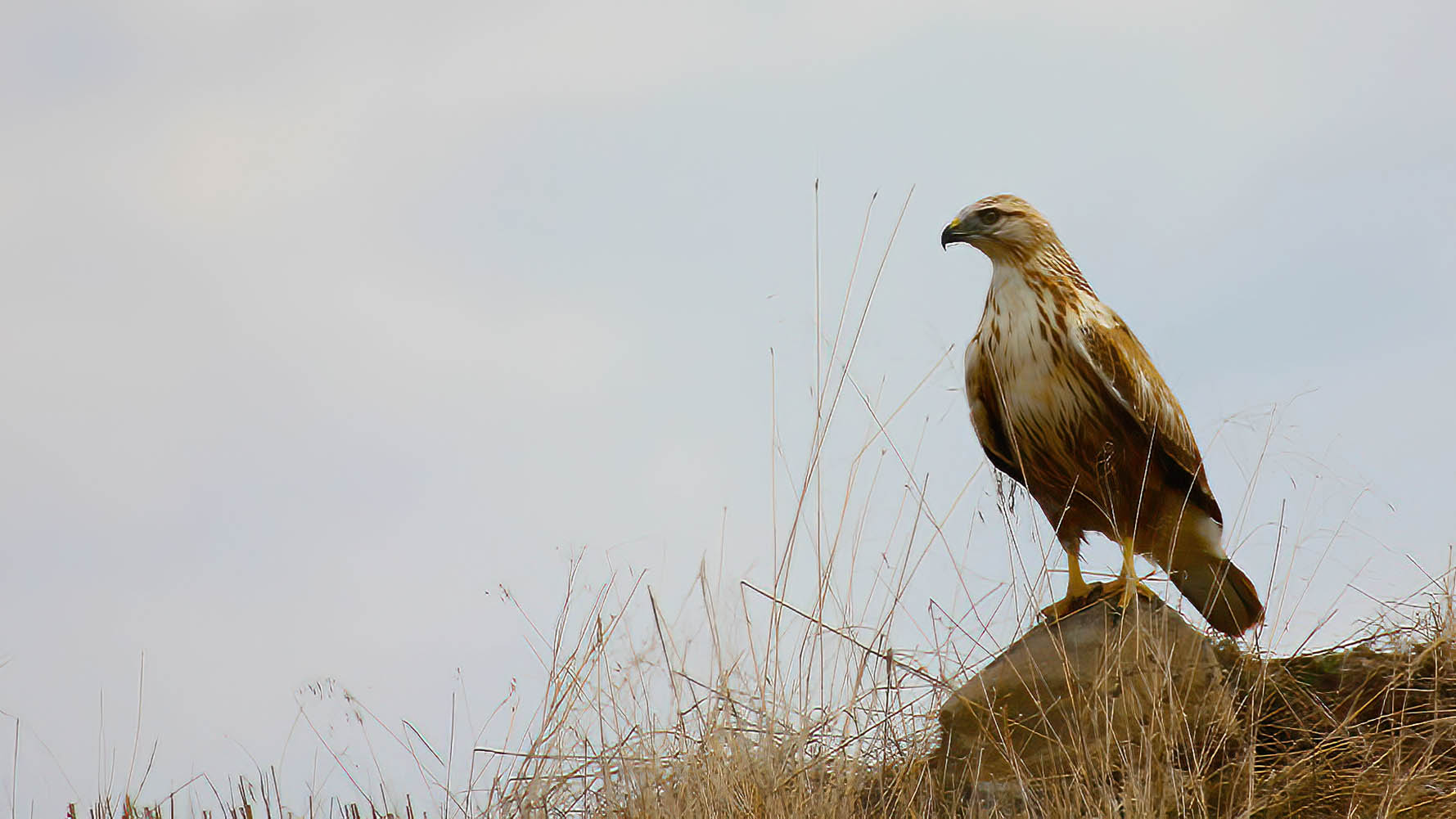 Long-legged Buzzard