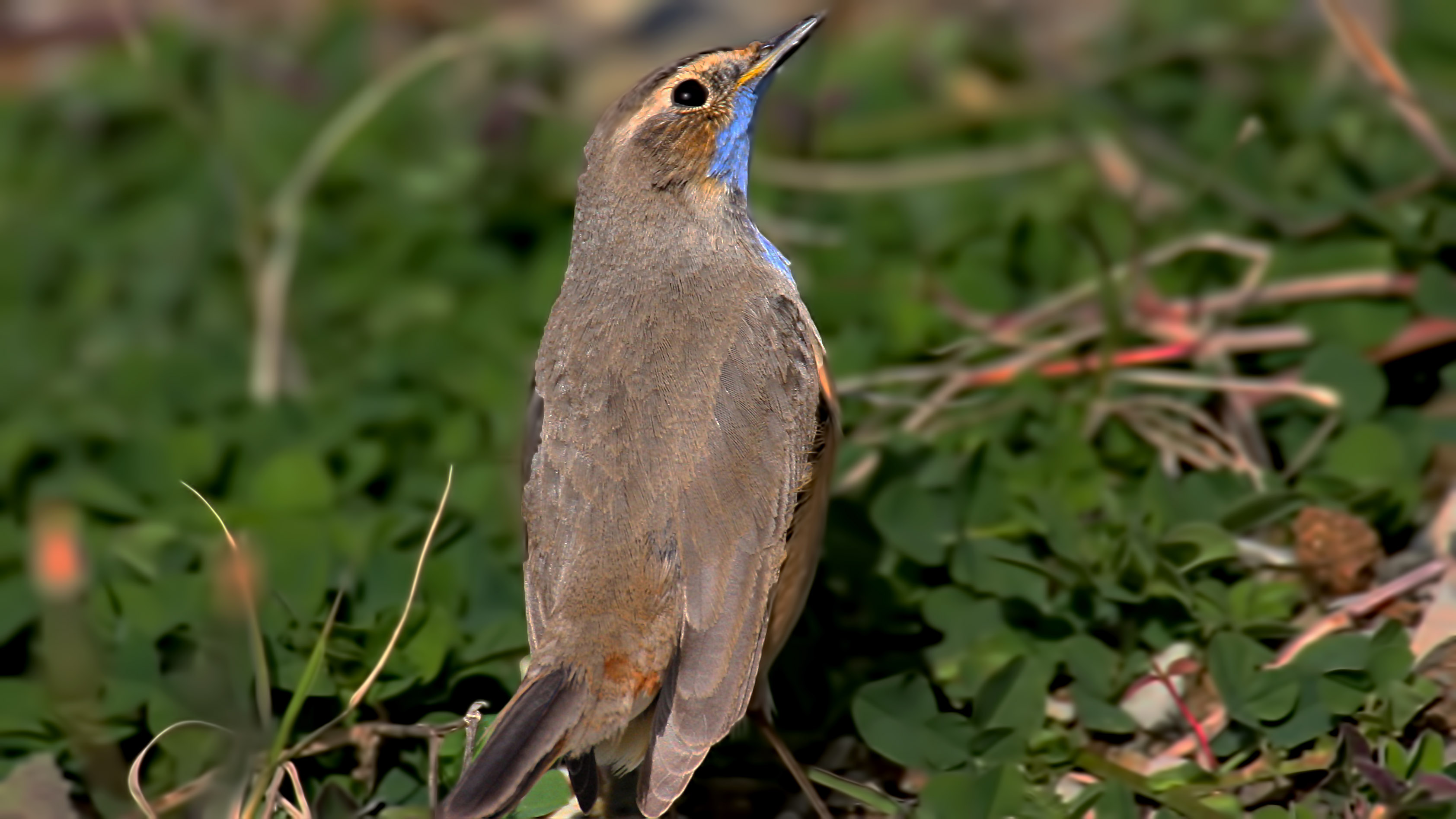 Bluethroat