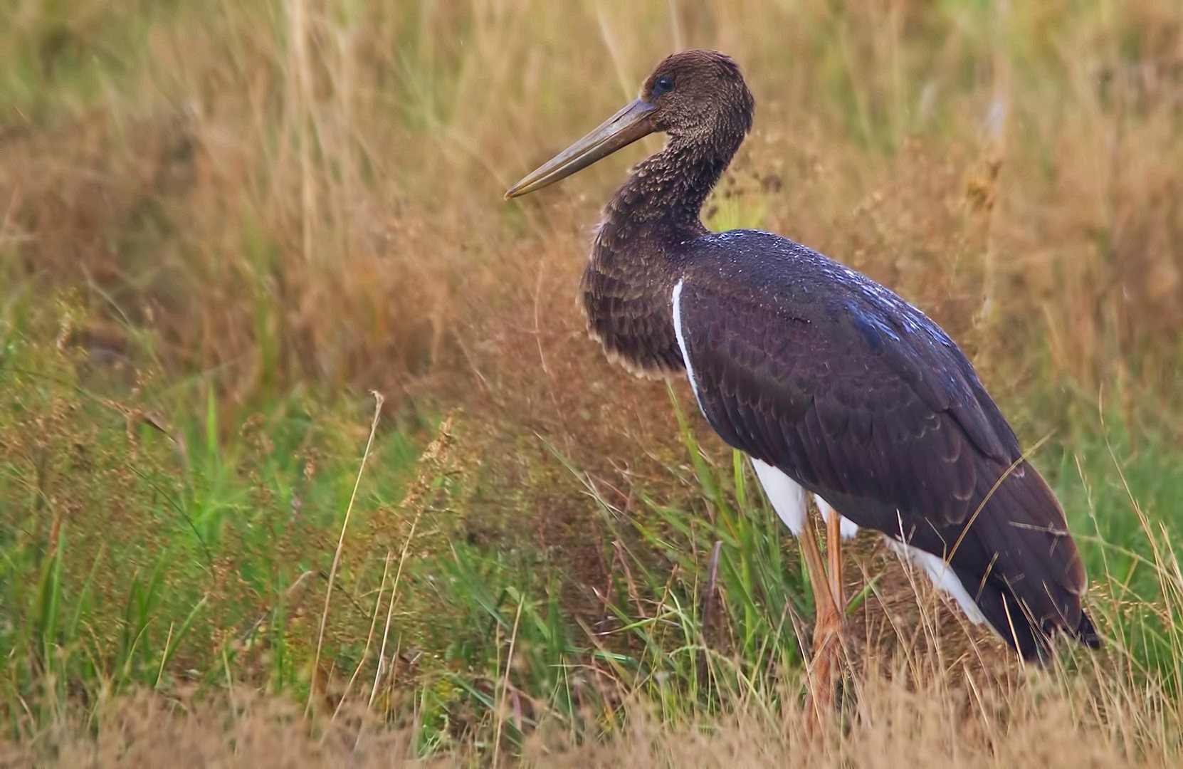 Black Stork
