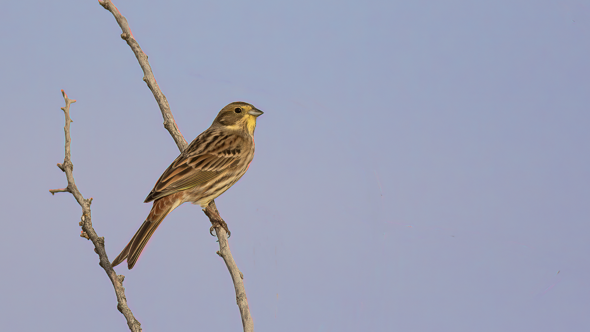Yellowhammer